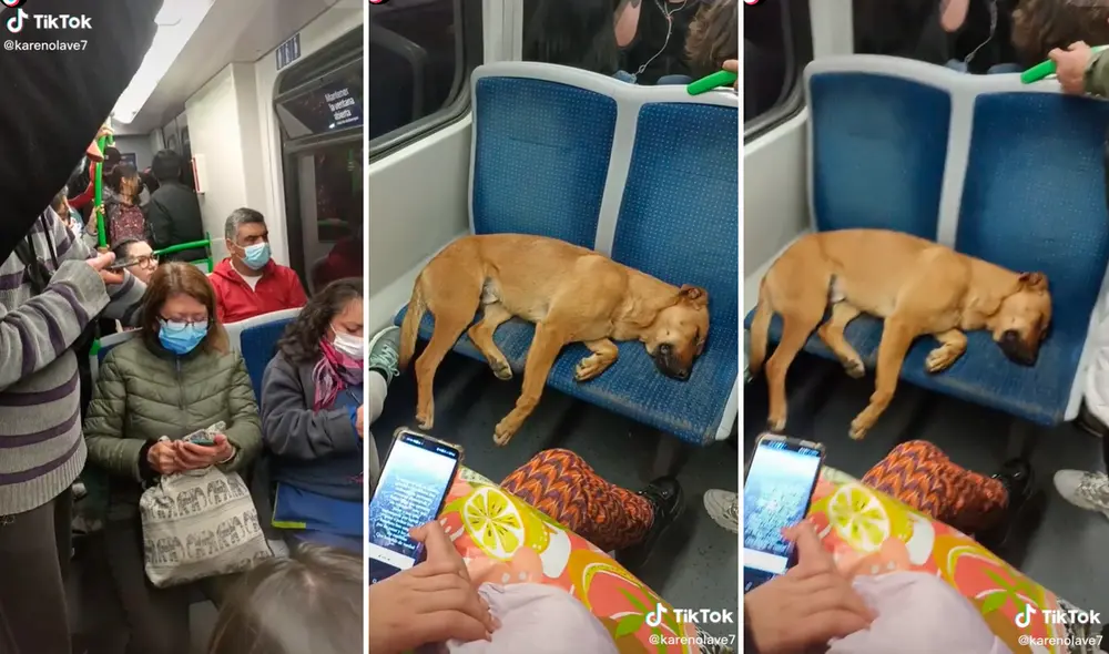 Las tiernas imágenes conmovieron a los cibernautas en redes sociales. Foto: composición LR/captura de TikTok/@Karenolave7