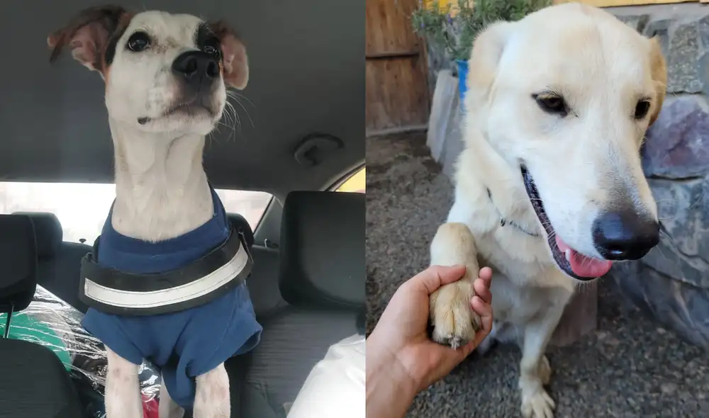 Lucky y Hashi buscan un hogar luego de que fueran abandonados por sus familias en Lince y San Juan de Miraflores. Foto: composición LR/LR Lucky y Hashi buscan un hogar luego de que fueran abandonados por sus familias en Lince y San Juan de Miraflores. Foto: composición LR/LR