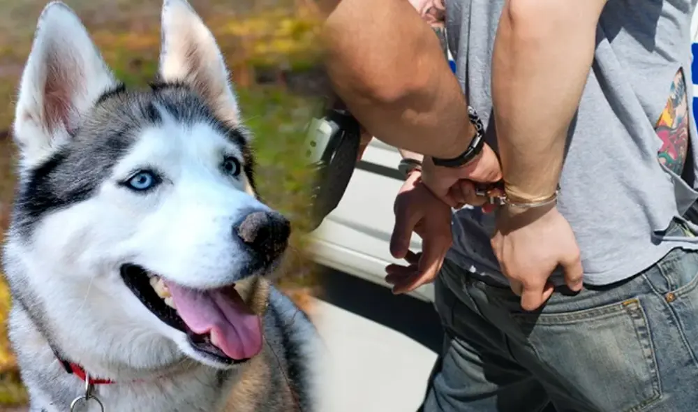 Acusado aceptó los cargos y será juzgado por maltrato animal agravado. Foto: Composición/LR/Bunko/Depositphotos Acusado aceptó los cargos y será juzgado por maltrato animal agravado. Foto: Composición/LR/Bunko/Depositphotos