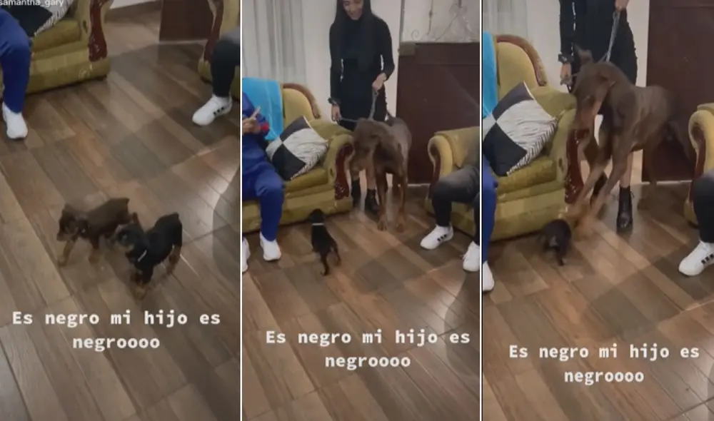 Miles de usuarios han quedado impactados al ver esta escena. Foto: composición LR/TikTok/@gary_amadeus