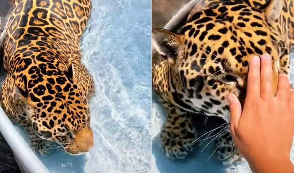 Este video ya cuenta con más de 4,5 millones de 'me gusta'. Foto: composición LR / TikTok / @safarisammie