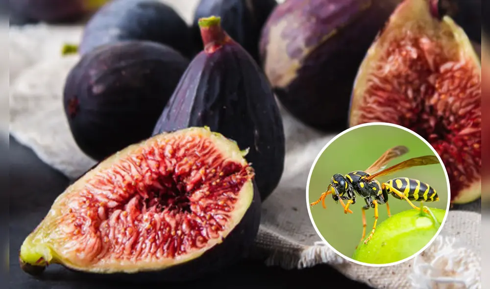 El higo requiere del proceso de polinización de las avispas para poder madurar. Foto: composición LR/ Freepik / Rentokil