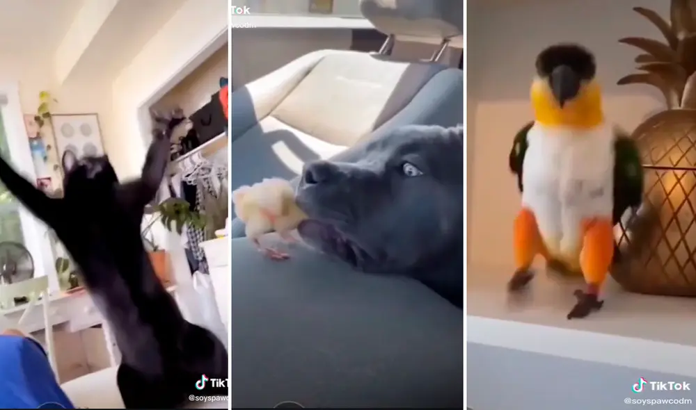Los animales son los principales protagonistas de curiosos videos que se publican en las redes sociales. Foto: composición LR/captura de TikTok/@Soyspaw Los animales son los principales protagonistas de curiosos videos que se publican en las redes sociales. Foto: composición LR/captura de TikTok/@Soyspaw