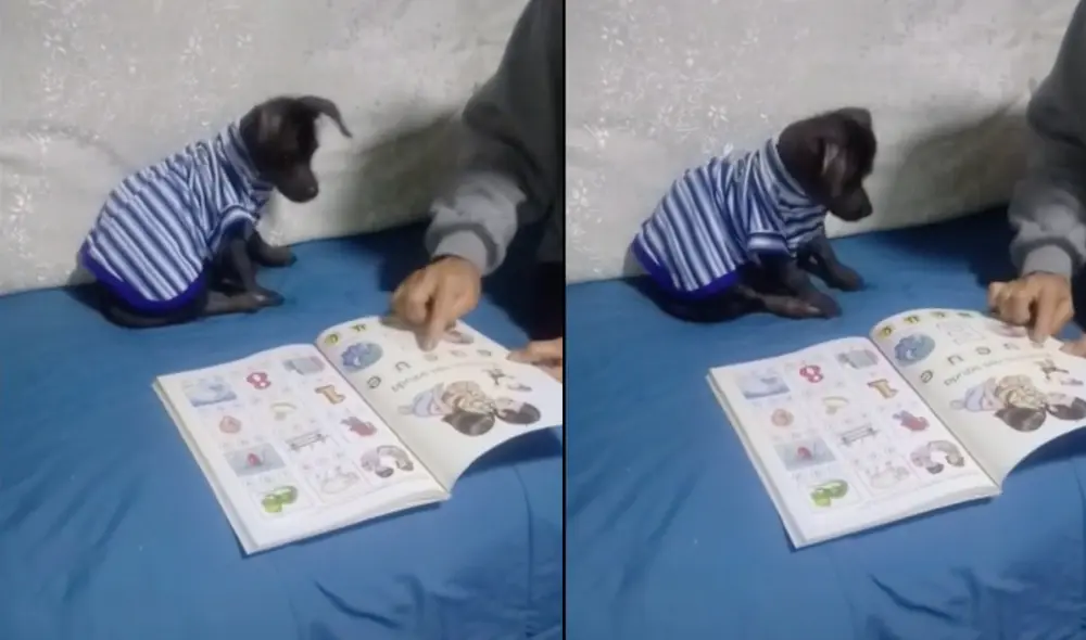 Este hecho sucedió en Perú. Foto: composición LR / TikTok/ @coquitolibro Este hecho sucedió en Perú. Foto: composición LR / TikTok/ @coquitolibro