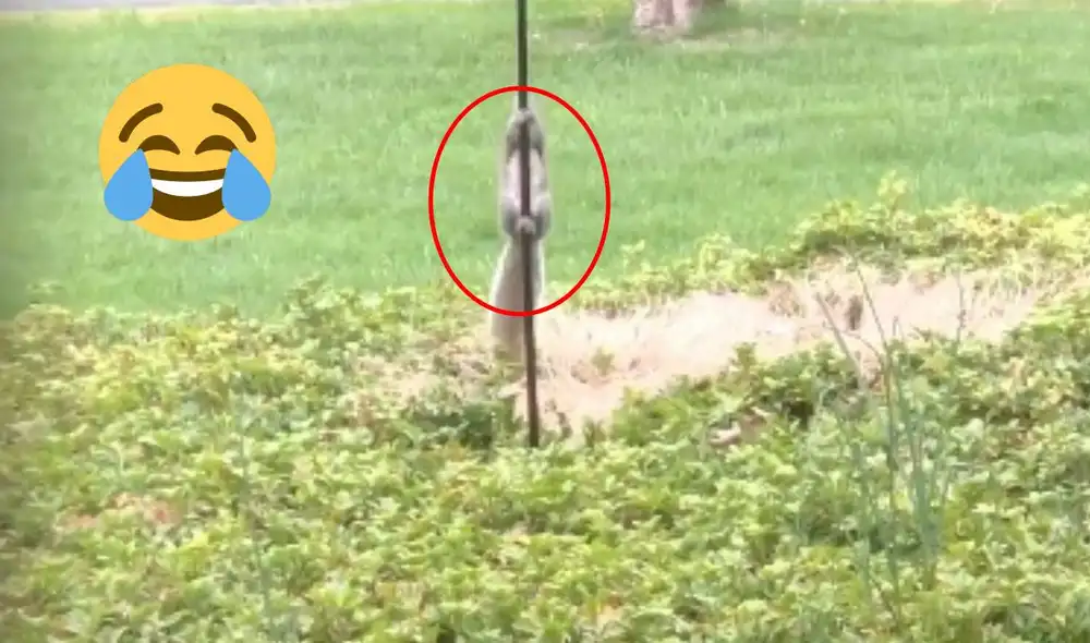 El curioso video no tardó en viralizarse en redes sociales. Foto: composición LR/captura de Twitter/@saintloyal