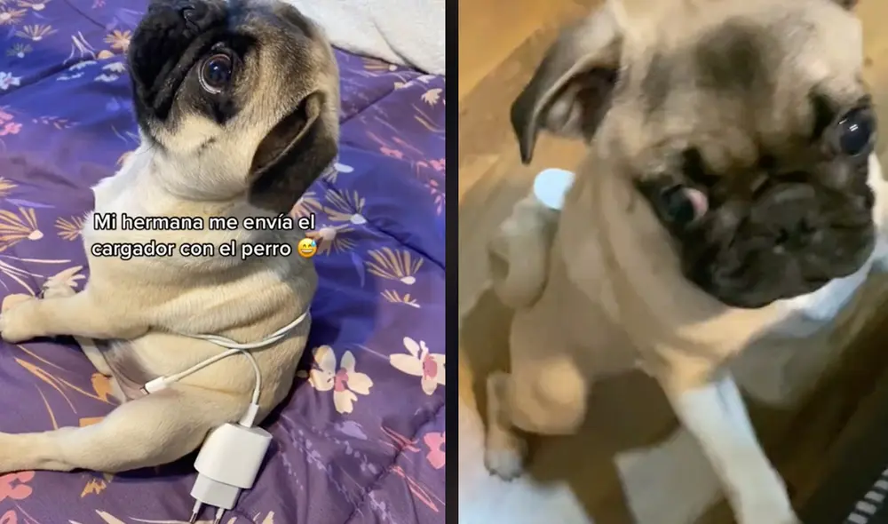 Este hecho sucedió en Chile. Foto: composición LR / TikTok / @topisimas_shoess