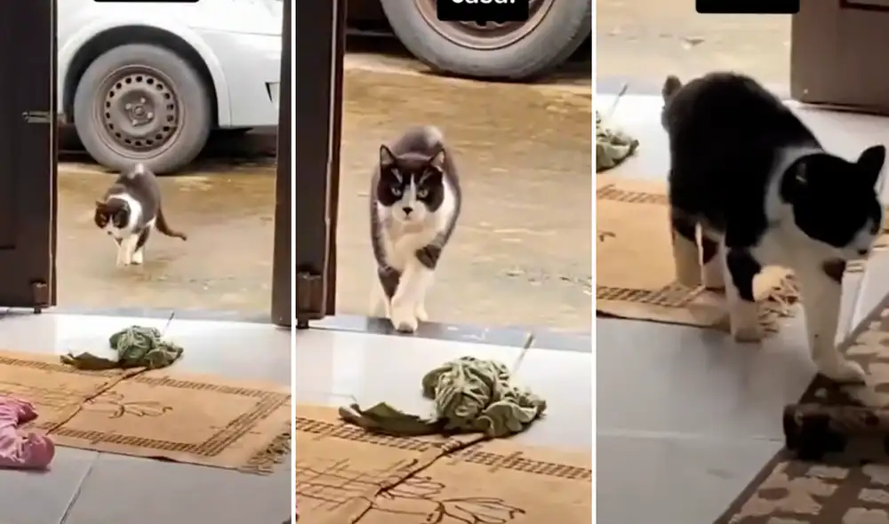 Las imágenes del gatito timador han logrado casi el millón de reproducciones. Foto: composición LR/captura de TikTok/@Animalesgraciosos Las imágenes del gatito timador han logrado casi el millón de reproducciones. Foto: composición LR/captura de TikTok/@Animalesgraciosos