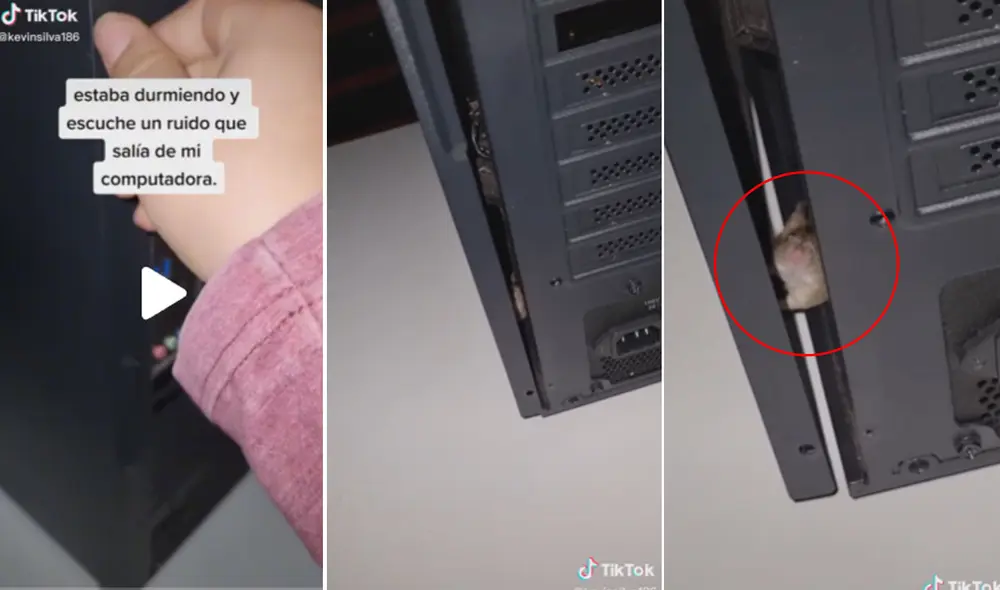 Miles de usuarios quedaron impresionados al ver esta escena. Foto: composición LR/TikTok/@kevinsilva186