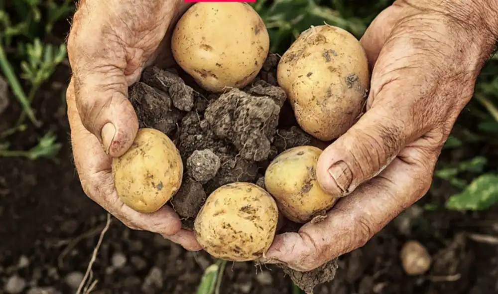 El kilo de papa alcanzó los S/7 en los mercados de Lima. Foto: Metro/Instagram