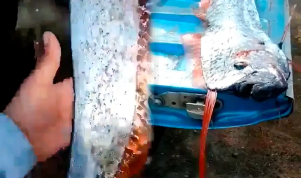 Especie de pez remo apareció en costas de Sinaloa, México, en julio de este año. Foto: composición LR/captura video Especie de pez remo apareció en costas de Sinaloa, México, en julio de este año. Foto: composición LR/captura video