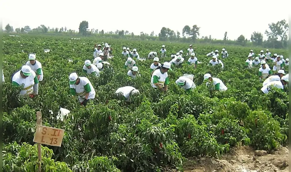 La producción de arándanos creció 67,3% hasta agosto de este año. Foto: Andina La producción de arándanos creció 67,3% hasta agosto de este año. Foto: Andina