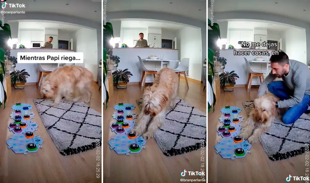 Las imágenes han logrado 14 millones de visualizaciones. Foto: composición LR/captura de TikTok/@Branparlante Las imágenes han logrado 14 millones de visualizaciones. Foto: composición LR/captura de TikTok/@Branparlante
