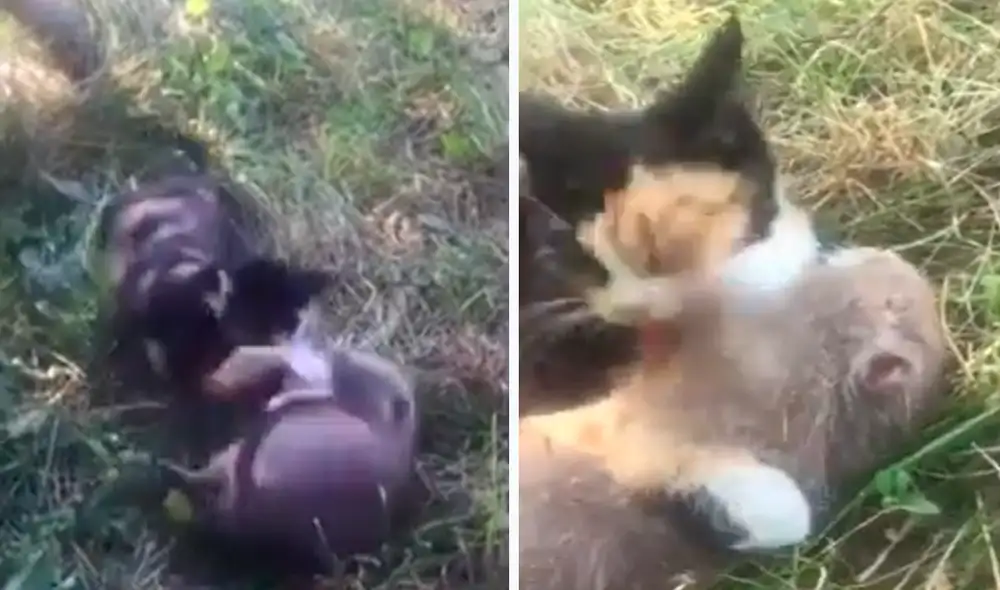 Las imágenes sacaron miles de sonrisas a los usuarios en redes sociales. Foto: composición LR/captura de YouTube/Gatitos y Perritos Chidos Las imágenes sacaron miles de sonrisas a los usuarios en redes sociales. Foto: composición LR/captura de YouTube/Gatitos y Perritos Chidos