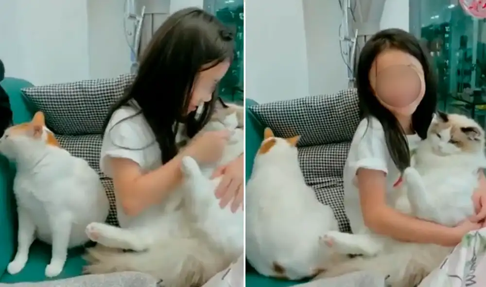 El comportamiento del minino conmovió los corazones de miles de usuarios en redes sociales. Foto: composición LR/captura de Facebook/@Sologatos El comportamiento del minino conmovió los corazones de miles de usuarios en redes sociales. Foto: composición LR/captura de Facebook/@Sologatos