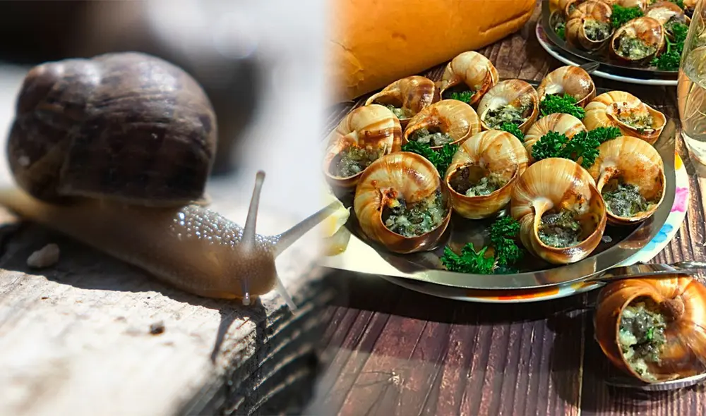 Platos como los escargots a la bourguignonne son estrellas de la gastronomía francesa. Foto: composición LR / AFP / Just A Pinch