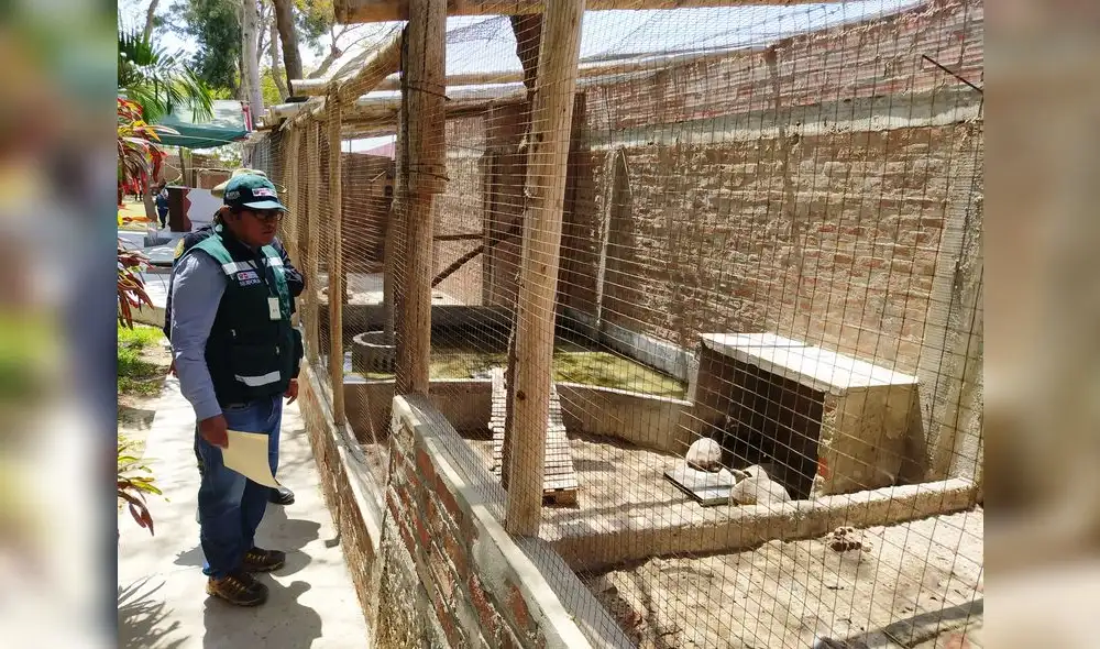 Animales estaban en cautiverio. Foto: Serfor. Animales estaban en cautiverio. Foto: Serfor.