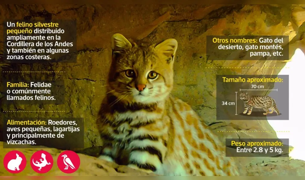 Obtuvieron el registro fotográfico del gato de pajonal. Foto: GRT