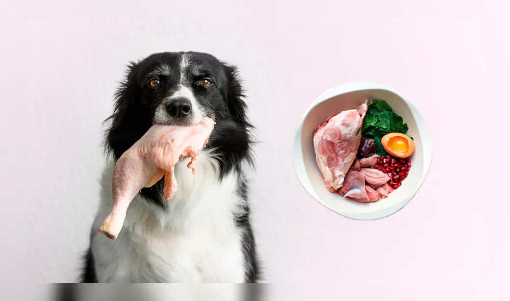 Conoce qué es la dieta BARF y cuáles son sus ventajas y desventajas para los animales domésticos. Foto: composición LR/ShutterStock/Facebook Conoce qué es la dieta BARF y cuáles son sus ventajas y desventajas para los animales domésticos. Foto: composición LR/ShutterStock/Facebook