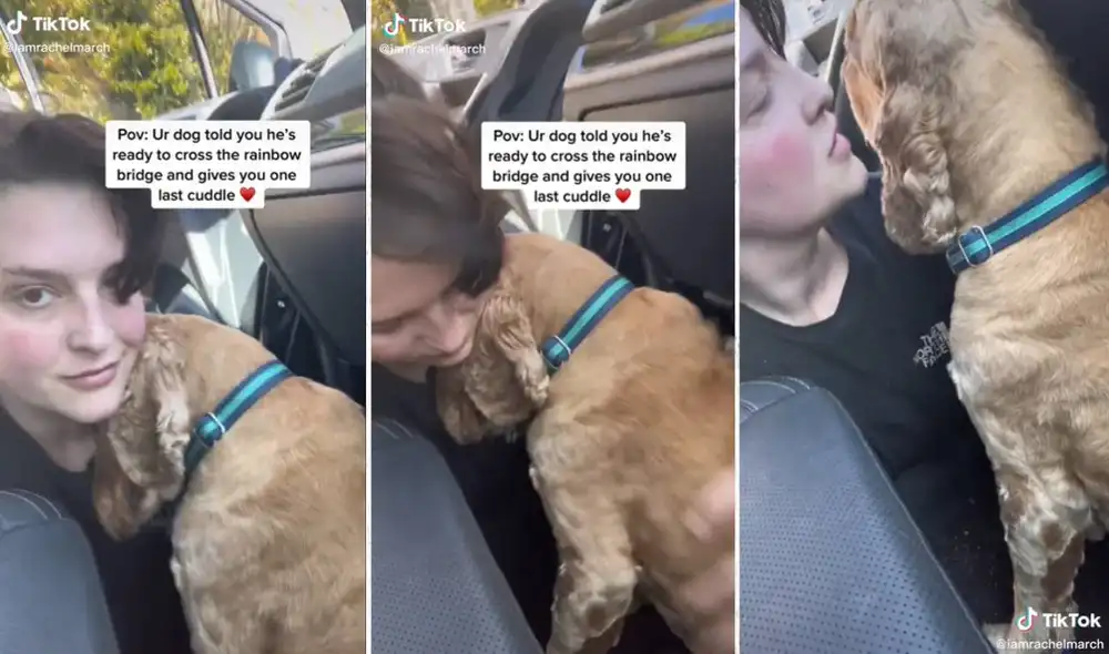 El perrito se llamaba Bowie y falleció a los 12 años de edad. Foto: composición LR/captura de TikTok/@iamrachelmarch El perrito se llamaba Bowie y falleció a los 12 años de edad. Foto: composición LR/captura de TikTok/@iamrachelmarch