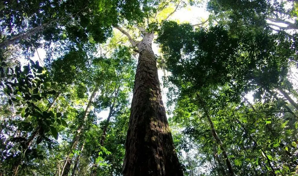 El angelim-vermelho, Dinizia escelsa Ducke, es el árbol más alto de la selva amazónica. Foto: Tobias Jackson