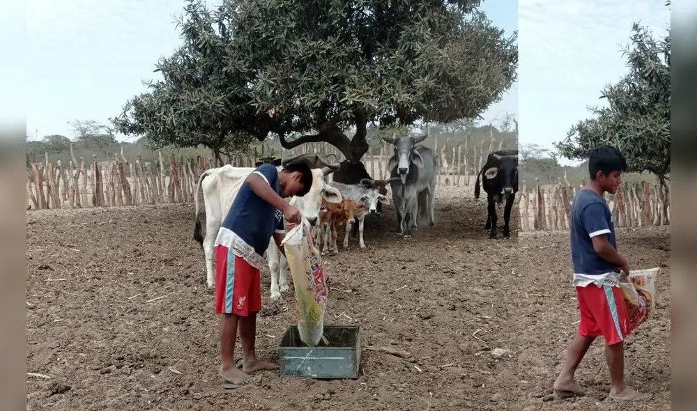 Cabezas de ganado sufren por pasto y agua en el Alto Piura. Foto: La República. Cabezas de ganado sufren por pasto y agua en el Alto Piura. Foto: La República.
