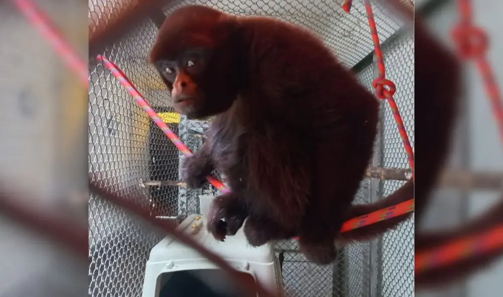 El primate se encuentra fuertemente amenazado debido a la pérdida de su hábitat. Foto: Serfor El primate se encuentra fuertemente amenazado debido a la pérdida de su hábitat. Foto: Serfor
