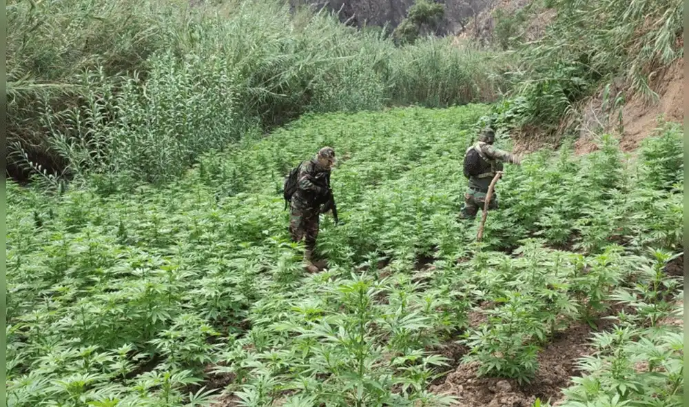 Se hizo un relevamiento aéreo y descubrieron una que en la primera parcela de 2.000 metros cuadrados había 13.000 plantones. Foto: PNP