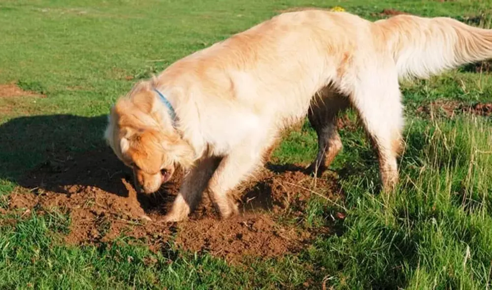 Escarbar con intensidad en la tierra es una conducta común en los perros. Foto: archivo CIM Formación