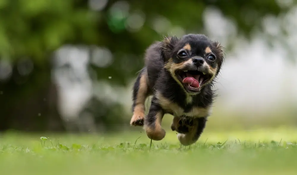 Descubre la razón por qué los perros tienen este comportamiento repentino. Foto: Canva