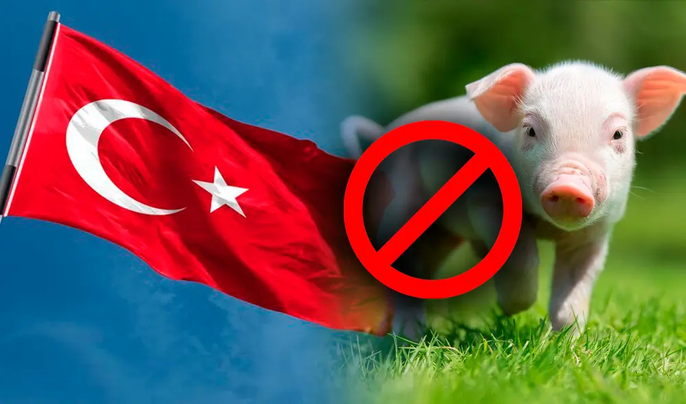 Los turcos tienen terminantemente prohibido comer carne de cerdo, ya que la religión musulmán considera al chancho como sucio y poco saludable. Foto: Fabrizio Oviedo / Freepik / Animanaturalis.