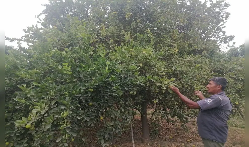 Disminuye producción de limón en el Valle San Lorenzo. Foto: La República.