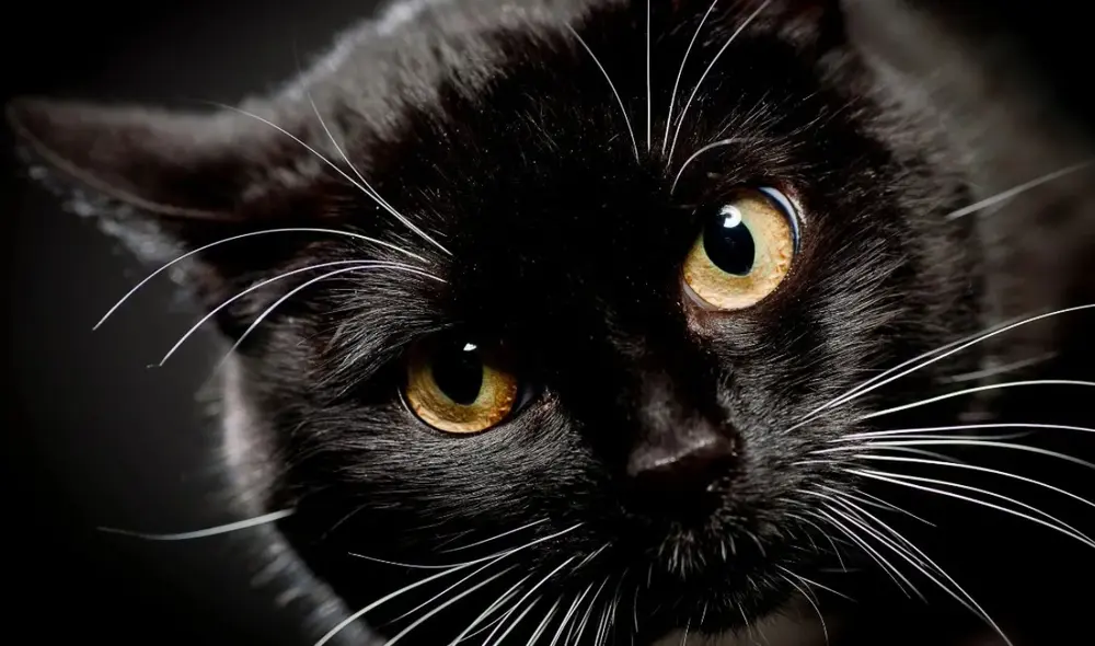 Los gatos negros han sido tomados como portadores de mala suerte, ¿de dónde proviene esta creencia? Foto: Aire de Santa Fe/referencial