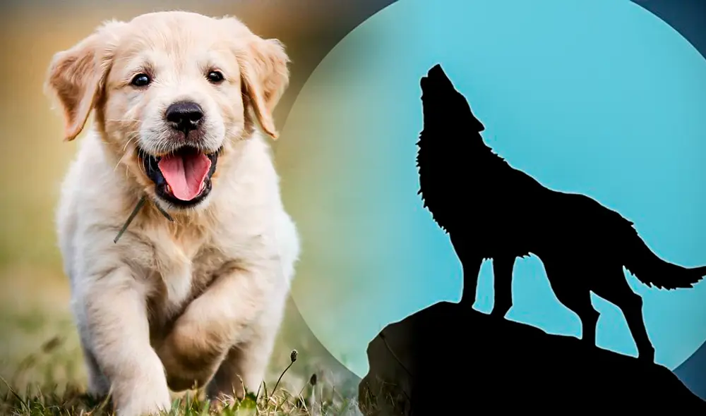 Los perros muchas veces aúllan para llamar la atención de sus dueños. Sin embargo, los motivos pueden llegar a ser muy diversos. Foto: Gerson Cardoso / El Confiencial / Solo Sonidos