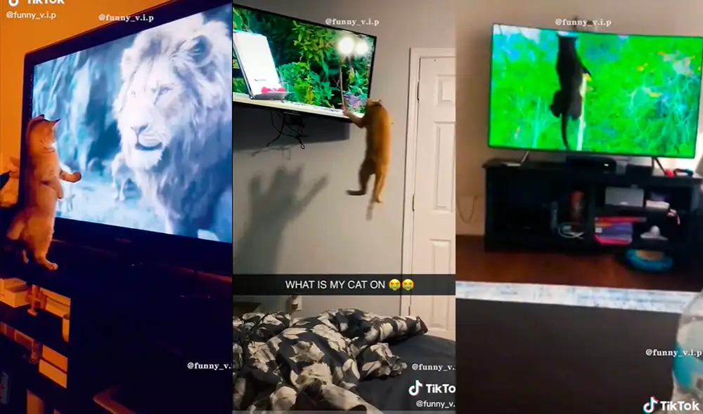 Este video ha alcanzado los 9 millones de 'me gusta'. Foto: composición LR / TikTok / @
funny_v.i.p Este video ha alcanzado los 9 millones de 'me gusta'. Foto: composición LR / TikTok / @
funny_v.i.p