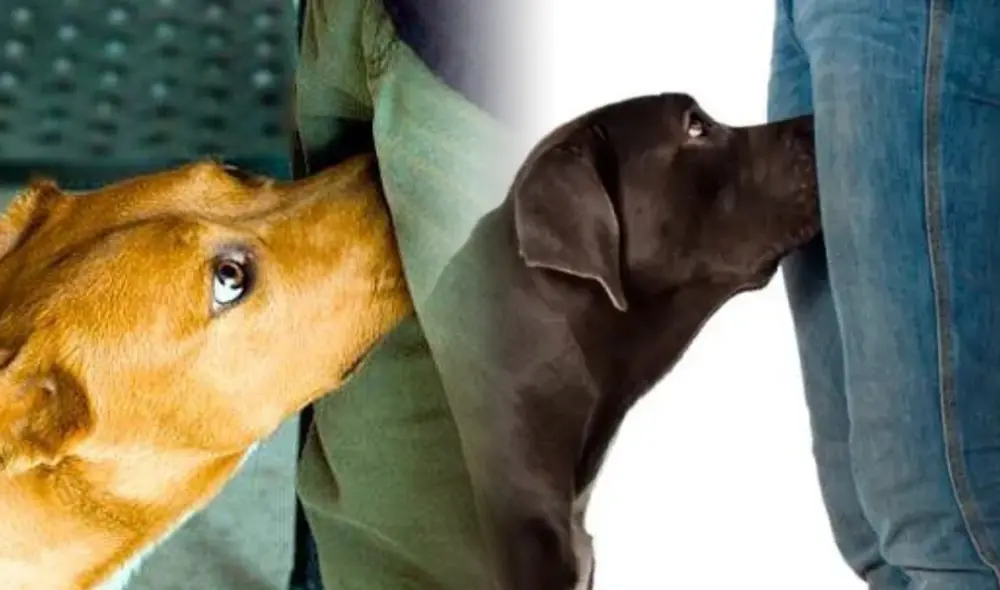 ¿Pueden saber los perros si hemos mantenido relaciones sexuales solo con oler nuestras partes íntimas?. Foto: composición de Fabrizio Oviedo/Quora/Soy un perro ¿Pueden saber los perros si hemos mantenido relaciones sexuales solo con oler nuestras partes íntimas?. Foto: composición de Fabrizio Oviedo/Quora/Soy un perro