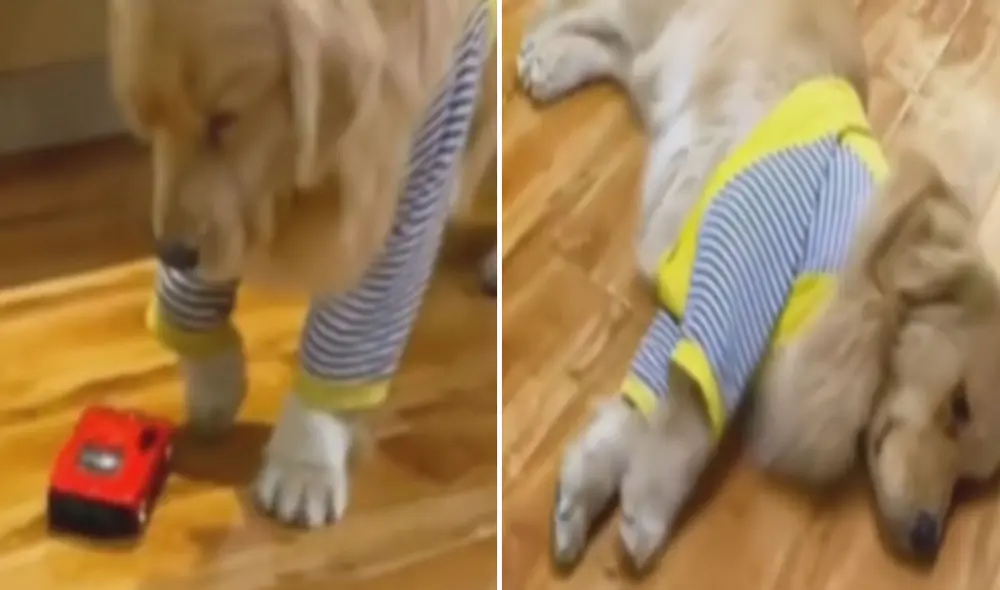 Miles de usuarios no han parado de reír con esta curiosa escena. Foto: composición LR/TikTok/@jackie_interesting47 Miles de usuarios no han parado de reír con esta curiosa escena. Foto: composición LR/TikTok/@jackie_interesting47