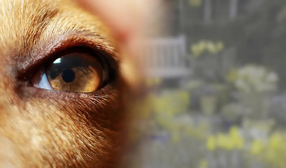 ¿Te has preguntado de dónde viene el mito de que los perros ven en blanco y negro? Aquí te contaremos cómo ven realmente y las razones de eso. Foto: TheGiantVermin/Flickr/Revista Estilo/Dog Vision