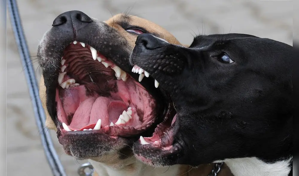 Los reportes oficiales indicaron que el lamentable ataque duró alrededor de 10 minutos. Foto: AFP