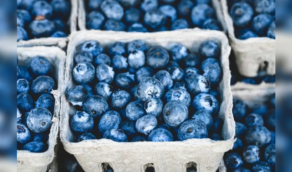 Entre enero y julio del 2022, la exportación de arándanos ascendió a US$ 209 millones 479.000, logrando un crecimiento de 123,4%. Foto: difusión Entre enero y julio del 2022, la exportación de arándanos ascendió a US$ 209 millones 479.000, logrando un crecimiento de 123,4%. Foto: difusión