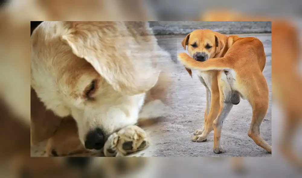 Conoce cuál sería la causa de que tu perro se muerda constantemente. Foto: composición LR/El diario de Carlos Paz/Shutterstock