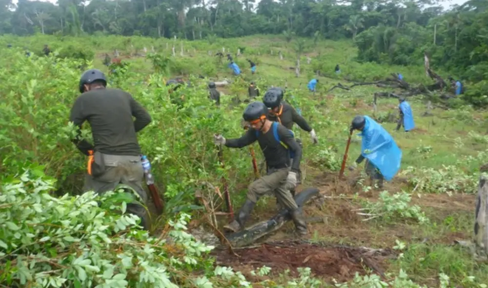 Las plantaciones de hoja de coca son destruidas in situ. Foto: Andina Las plantaciones de hoja de coca son destruidas in situ. Foto: Andina