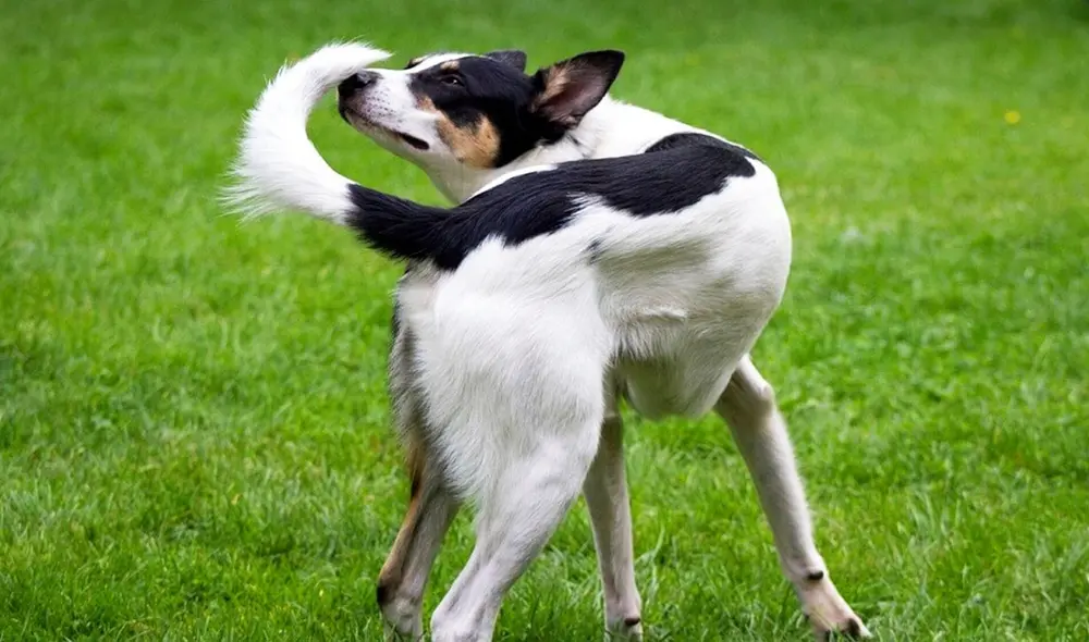 Los perros que persiguen sus colas de forma repetitiva pueden tener algún problema de conducta a causa de su entorno. Foto: Entrenatuperro.online