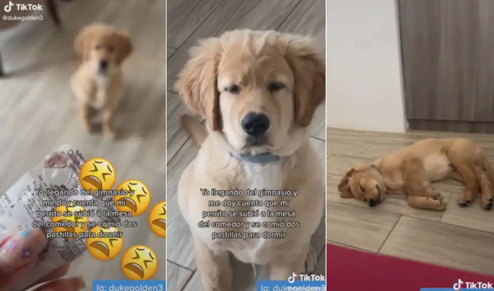 Miles de usuarios quedaron impresionados al conocer la travesura de este can. Foto: composición LR/TikTok/@dukegolden3