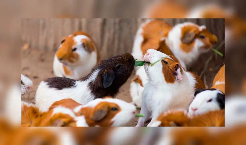 El ‘I Innova Cuy Perú’ se enmarca en el “Proyecto de mejoramiento de los servicios de cobertura para incrementar la competitividad de las familias productoras dedicadas a la crianza de cuyes”. Foto: difusión