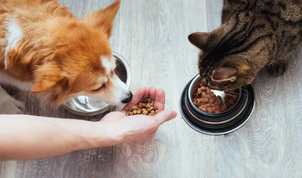 Conoce por qué no debes darle comida de gato a tu perro. Foto: Cronista/referencial