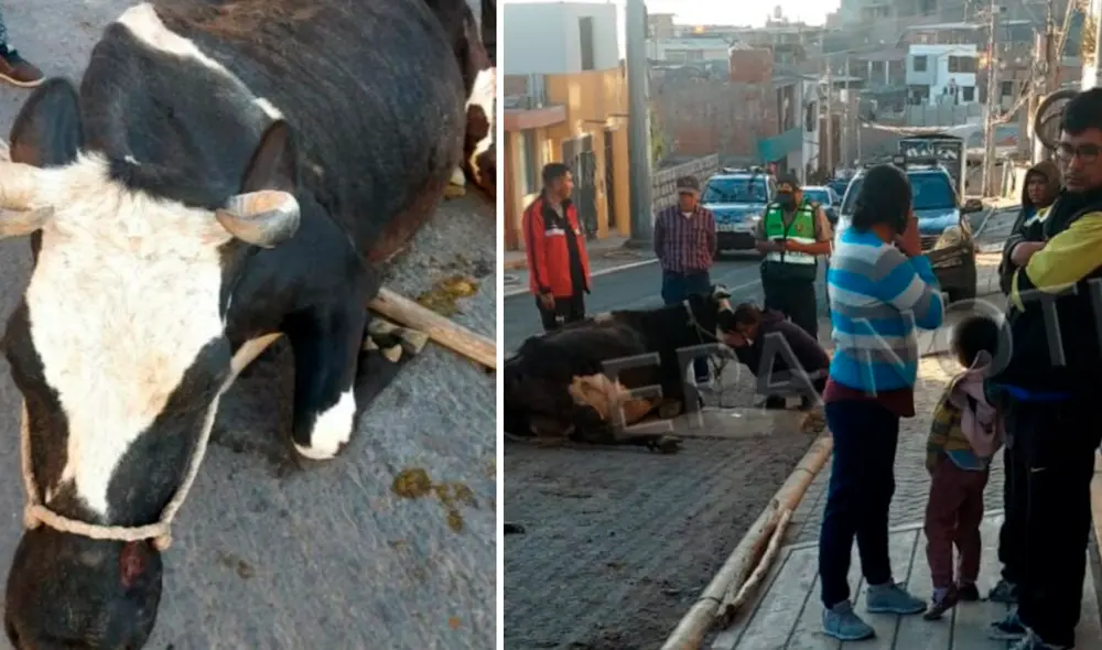 Caso se registró en Socabaya. Foto: EPA Noticias