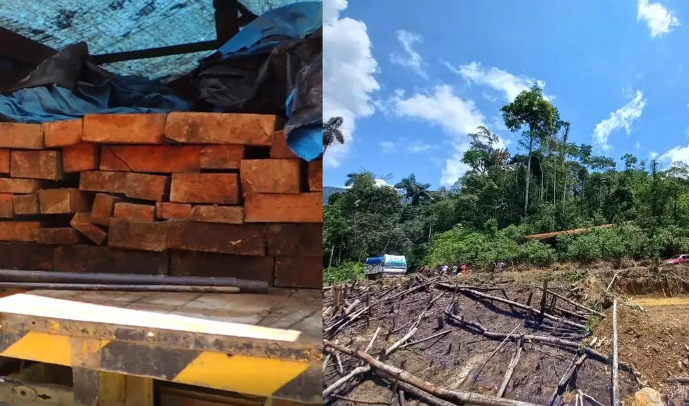 Detienen a sujetos por tala ilegal de árboles en La Convención. Foto: PNP