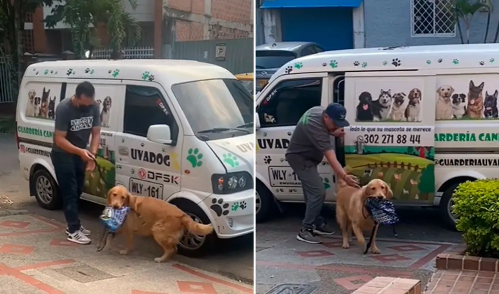 Miles de usuarios quedaron cautivados con este travieso can. Foto: composición LR/TikTok/@soyrockygolden Miles de usuarios quedaron cautivados con este travieso can. Foto: composición LR/TikTok/@soyrockygolden
