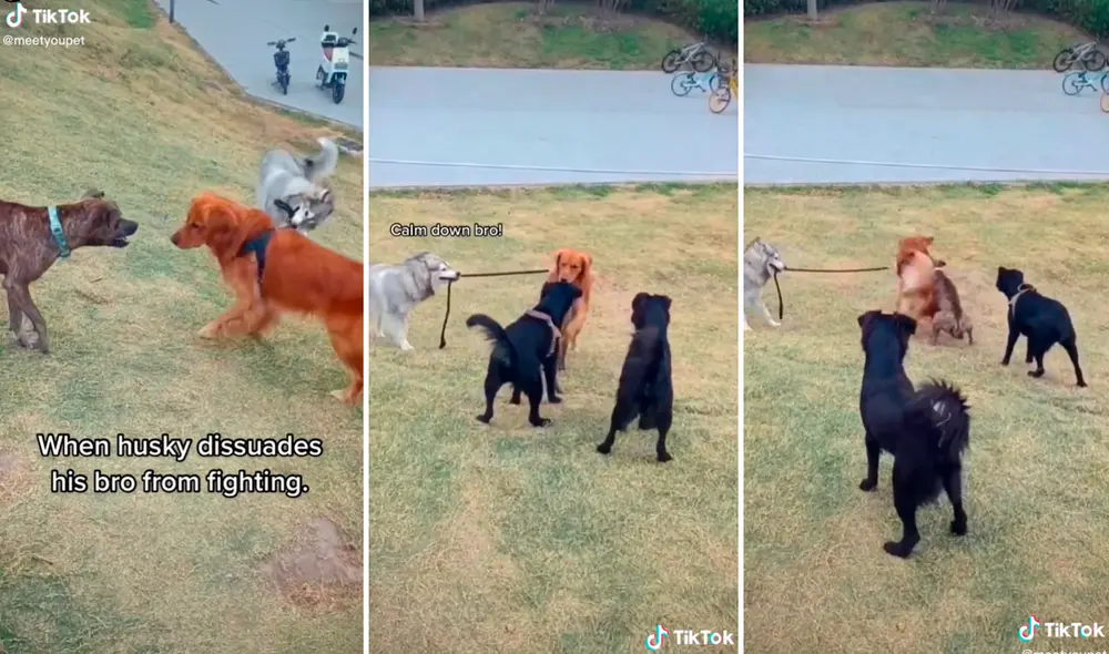 Las imágenes han logrado 39 millones de visualizaciones. Foto: composición LR/captura de TikTok/@Meetyoupet Las imágenes han logrado 39 millones de visualizaciones. Foto: composición LR/captura de TikTok/@Meetyoupet