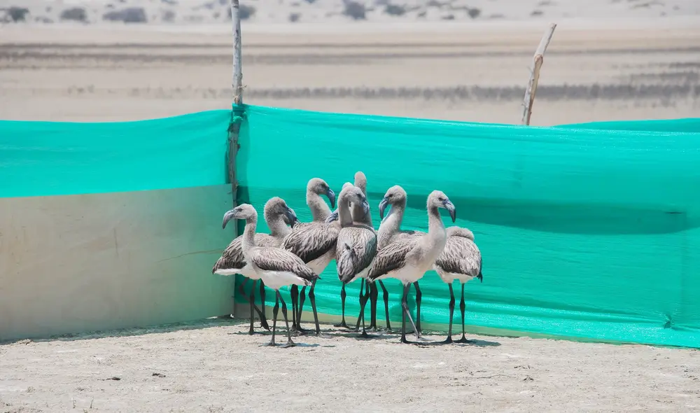 Buscan conservar esta especie en Piura. Foto: Serfor